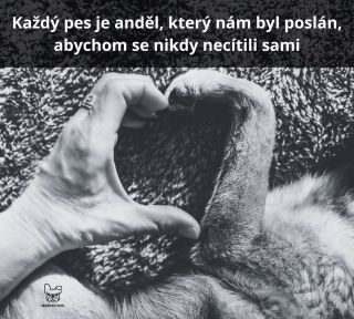 Každý pes je anděl, který nám byl poslán, abychom se nikdy necítili sami