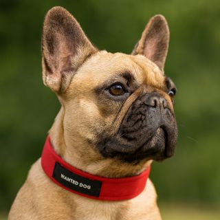 Ručně šité obojky WANTED DOG – protože i maličkosti dělají velký rozdíl. ✨ A navíc: super cena a kvalita, která vydrží.