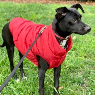 Takovou radost nám udělala fotka od spokojeného zákazníka 🐾❤️ Pejsek si užívá svou novou bundu a je připravený na všechny...