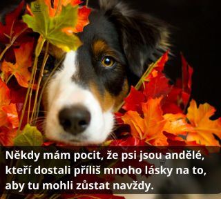 Jsou tu s námi jen chvíli, ale učí nás milovat na celý život. 🕊️🐾 #Mazlíček #wanteddog #PsíLáska #psy #czechdogs #doglife...