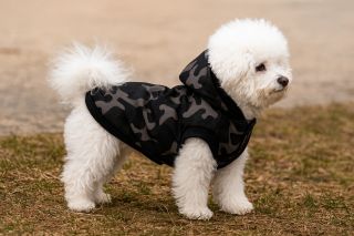 Fotka, která nás moc potěšila! 📸🐾 Náš spokojený zákazník nám poslal snímek svého parťáka v reflexní bundě Wanted Dog –...