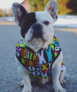 Pozor, pejskaři! 🐶❄️ V naší kategorii Bazar najdete poslední kusy této krásné oboustranné a teplé bundy – a to za skvělé...