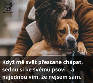 Někdy stačí jeden pohled… a všechny starosti jsou pryč. 🐕✨ 👉 Kdy vám váš pes naposledy zvedl náladu? #Mazlíček #wanteddog...