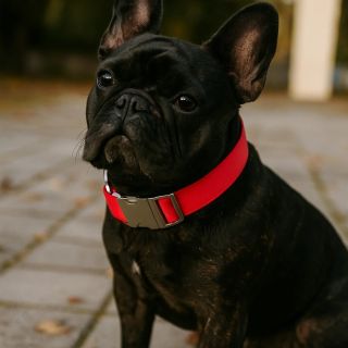 V naší malé dílně nevznikají jen obojky, ale malé radosti pro velké psí srdce. 🐾✨ Každý kousek prochází našima rukama – od...