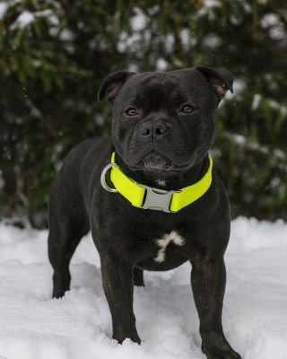 Zima mu rozhodně neubere na stylu! ❄️🐶 Tady je důkaz, že náš pevný a pohodlný obojek vynikne v každém počasí. Jednoduchý,...